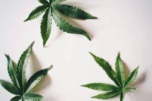 cannabis oil — MrGreen DC dispensary