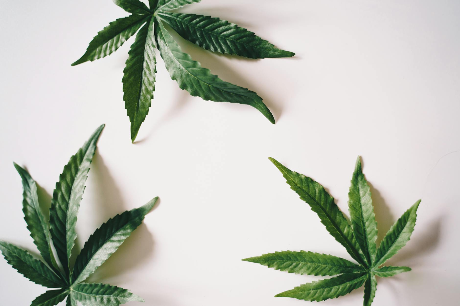 RSO Cannabis Oil: 5 Essential Tips For DC Patients (2026)