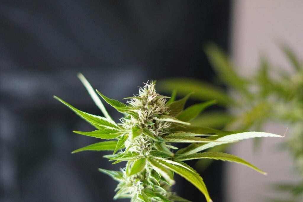 what are terpenes — MrGreen DC dispensary