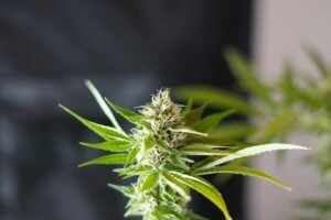 what are terpenes — MrGreen DC dispensary