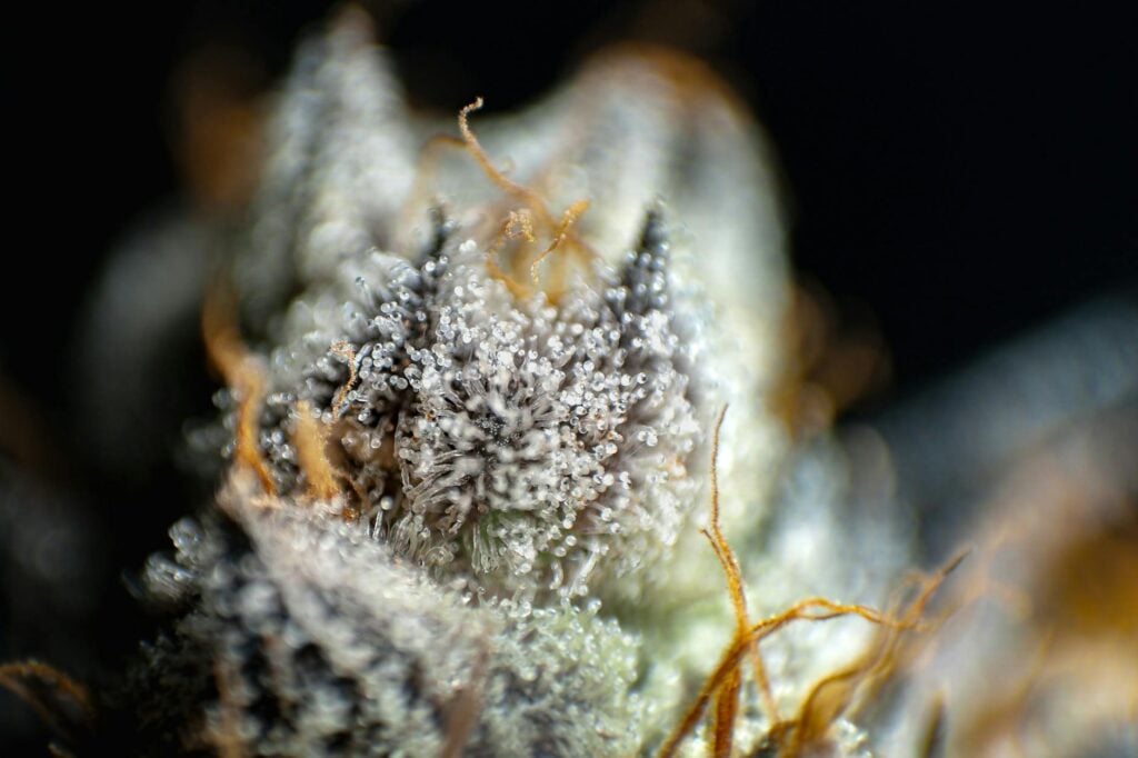 what is THCA — MrGreen DC dispensary