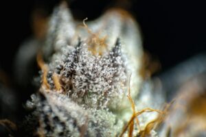 what is THCA — MrGreen DC dispensary