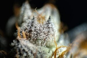what is THCV — MrGreen DC dispensary