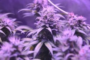 cannabis for depression — MrGreen DC dispensary