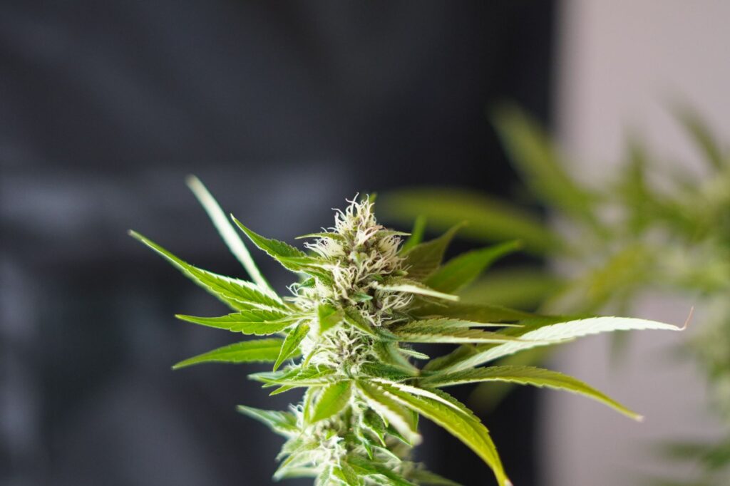 entourage effect cannabis — MrGreen DC dispensary