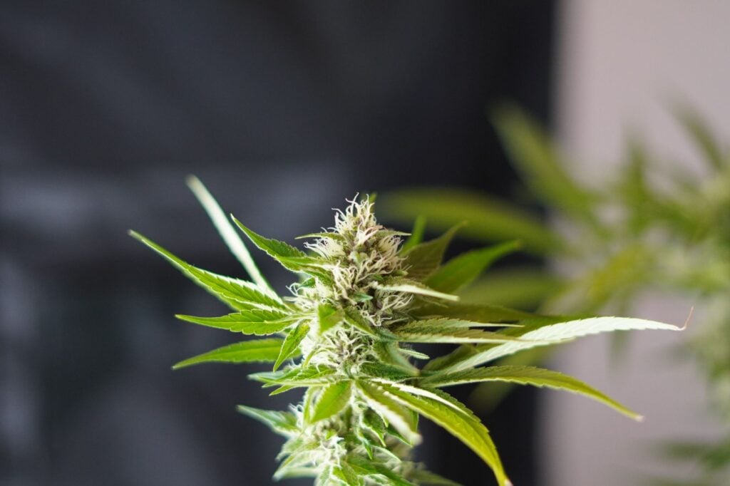 cannabis for ADHD — MrGreen DC dispensary