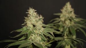 cannabis for depression — MrGreen DC dispensary