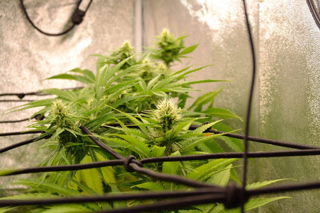cannabis for insomnia — MrGreen DC dispensary
