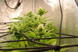 cannabis for insomnia — MrGreen DC dispensary