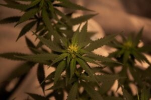 cannabis chronic fatigue syndrome — MrGreen DC dispensary