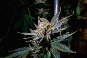 cannabis Ehlers-Danlos syndrome — MrGreen DC dispensary