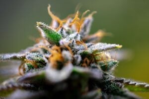 cannabis seasonal allergies — MrGreen DC dispensary