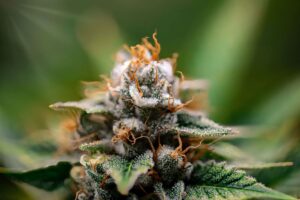 cannabis for fibromyalgia — MrGreen DC dispensary
